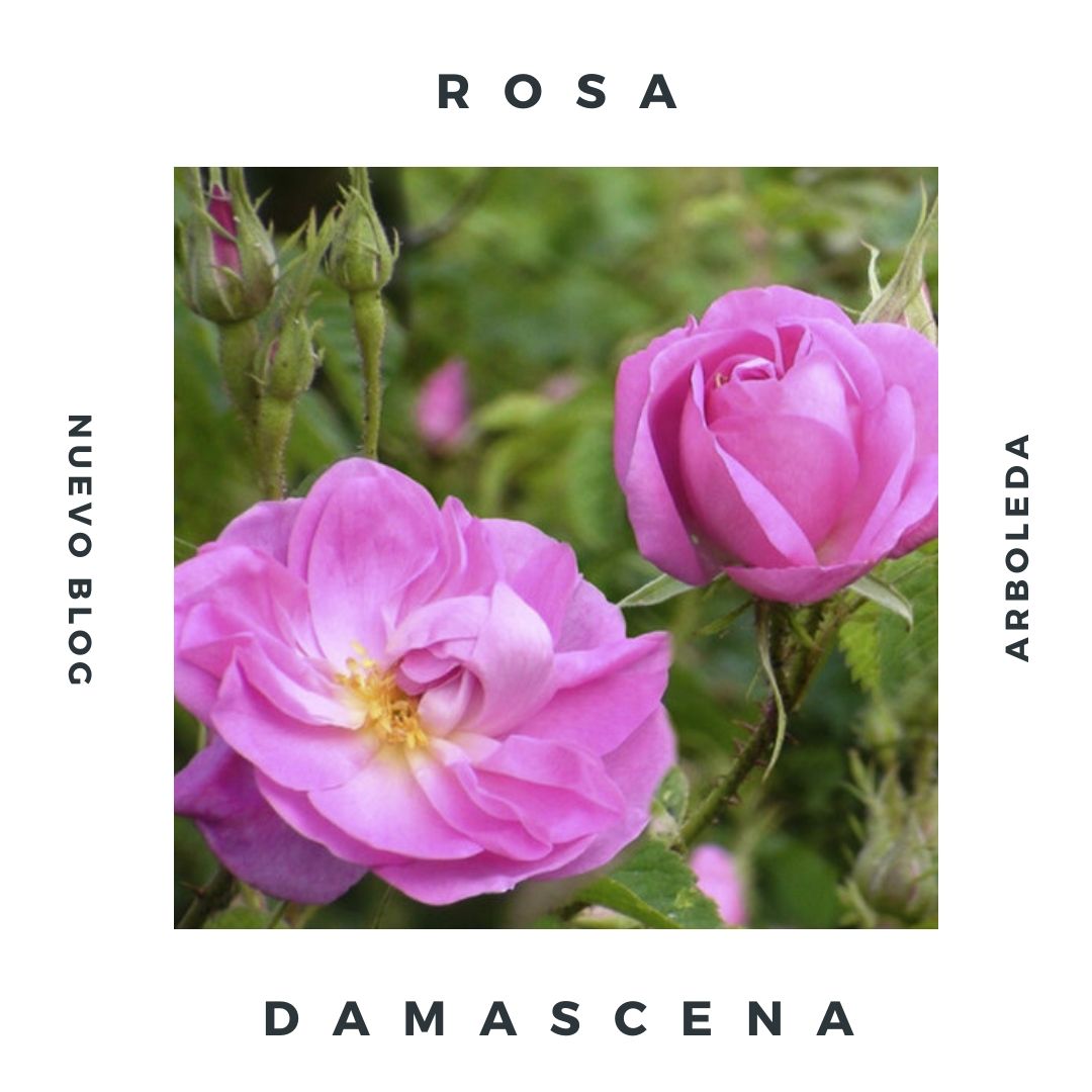 rosa de damasco